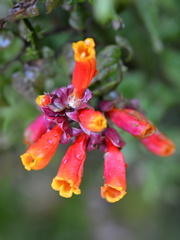 Eccremocarpus scaber