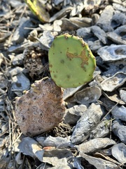 Opuntia stricta stricta