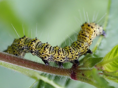 Alypiodes bimaculata