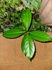 Barringtonia acutangula