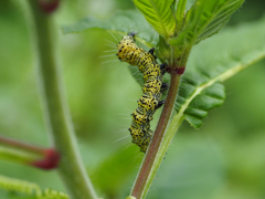 Alypiodes bimaculata