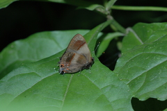 Lamprospilus collucia