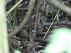 Hylophylax naevioides