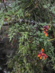 Eccremocarpus scaber