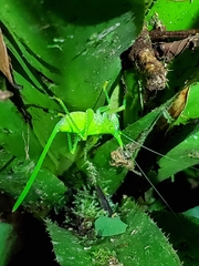 Copiphora rhinoceros