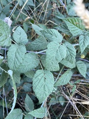 Rubus leucodermis