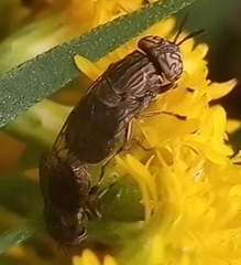 Orthonevra nitida
