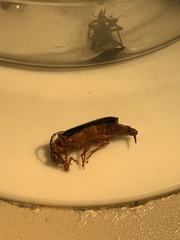 Neopyrochroa flabellata