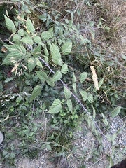 Rubus leucodermis