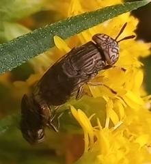 Orthonevra nitida