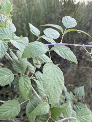 Rubus leucodermis
