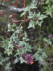 Eccremocarpus scaber