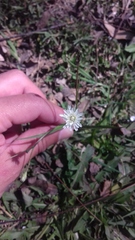 Hypochaeris albiflora