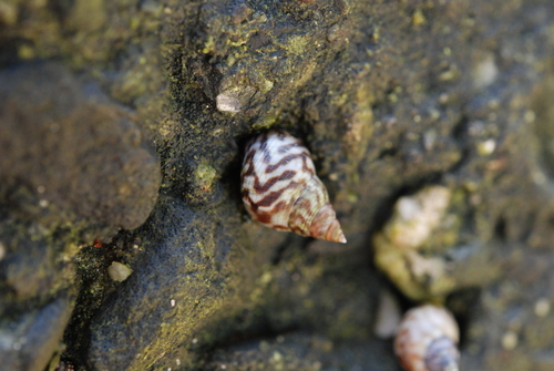 Littoraria undulata
