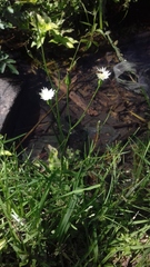 Hypochaeris albiflora