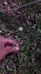 Hypochaeris albiflora