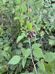 Rubus leucodermis