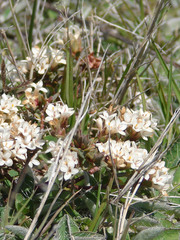 Pimelea oreophila