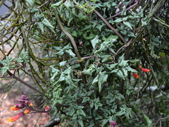 Eccremocarpus scaber