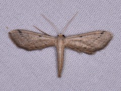Euacidalia brownsvillea