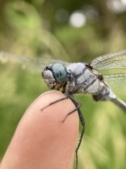 Orthetrum albistylum speciosum