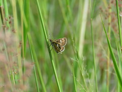 Dardarina dardaris