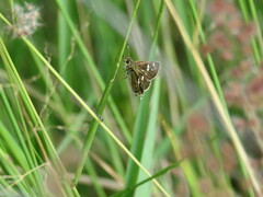 Dardarina dardaris