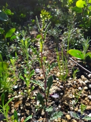 Senecio picridioides