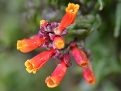 Eccremocarpus scaber