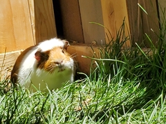 Cavia porcellus