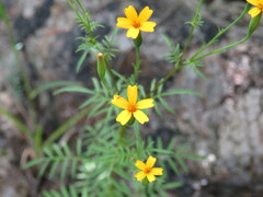 Tagetes