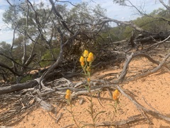 Waitzia acuminata acuminata