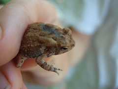 Anaxyrus fowleri