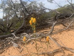 Waitzia acuminata acuminata