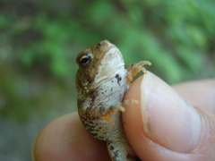 Anaxyrus fowleri