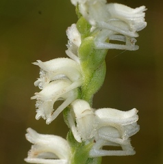 Spiranthes laciniata