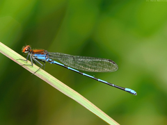 Argia oenea