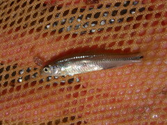 Notropis hudsonius