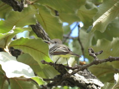 Myiarchus