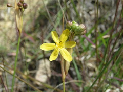 Sisyrinchium pringlei