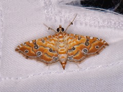 Ommatospila narcaeusalis