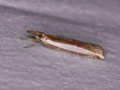 Crambus quinquareatus