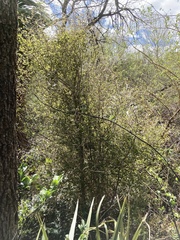 Coprosma rotundifolia