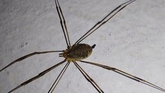 Opilio canestrinii