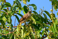 Pycnonotus goiavier analis