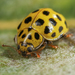 22-spot Ladybird - Photo (c) Janne Asp, some rights reserved (CC BY-NC), uploaded by Janne Asp