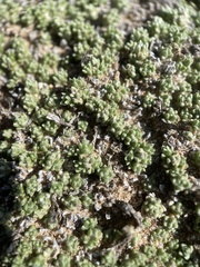 Phlox condensata