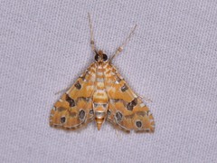 Ommatospila narcaeusalis