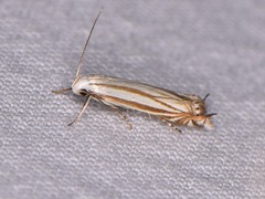 Polyhymno luteostrigella