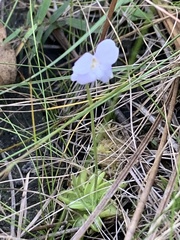 Pinguicula pumila